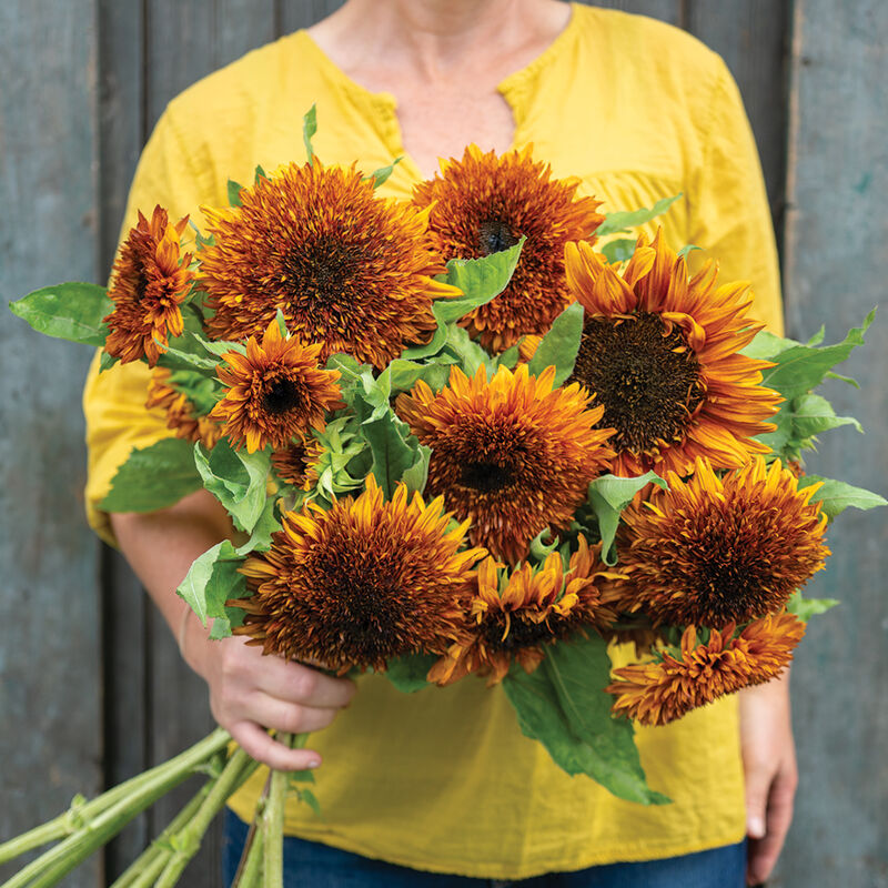 Darjeeling Sunflower