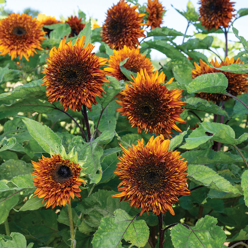 Darjeeling Sunflower