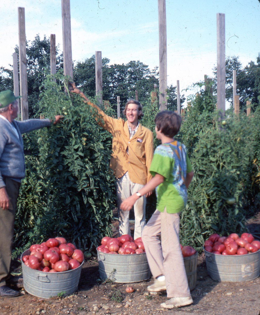 TOMATO Giant Belgium
