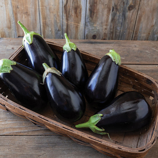 Thanos (F1) Eggplant