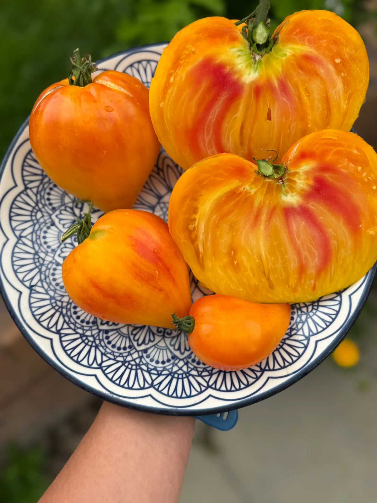 MINUSINSK ORANGE