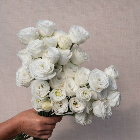 Croma™ III White