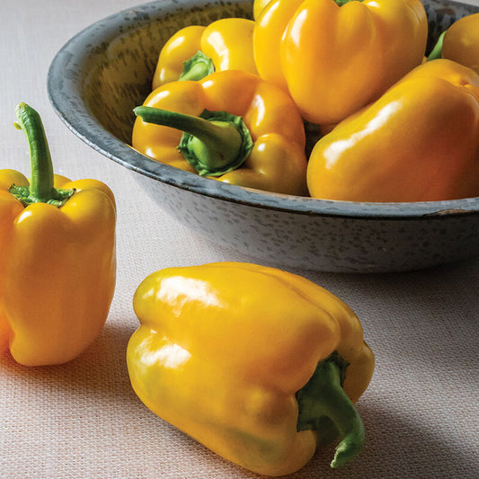 Sonoma (F1) Bell Pepper