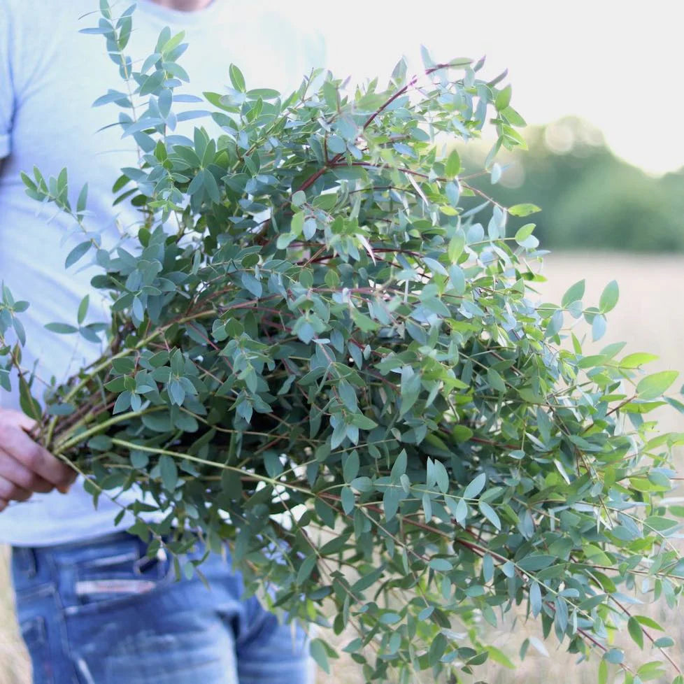 Eucalyptus small-leaved-gum