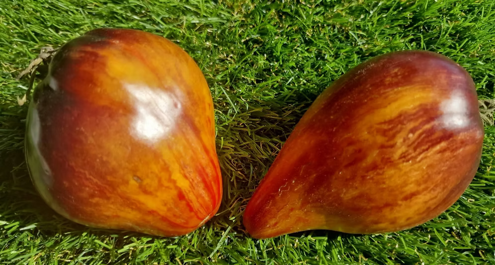 Rebella's Wounded Heart