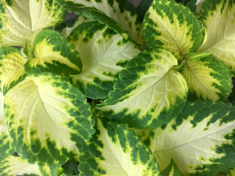 Wizard jade coleus