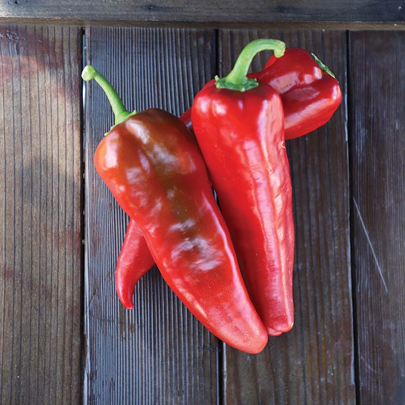 Carmen Organic (F1) Corno di Toro Pepper