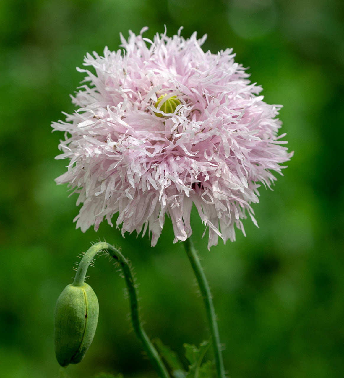 POPPY Lilac pom pom