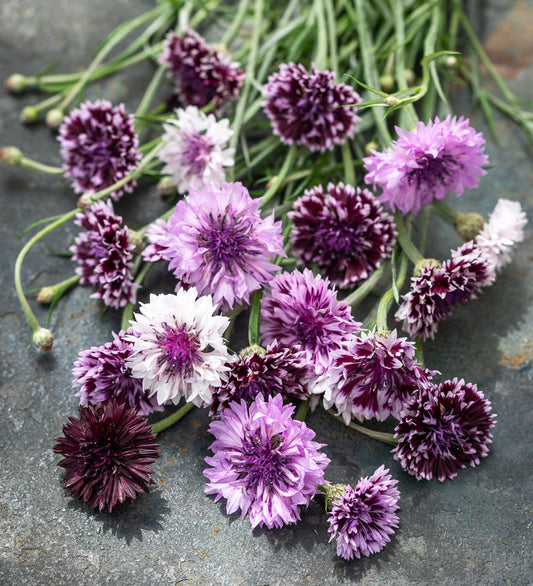 cyanus 'Classic' Series 'Classic Magic' Cornflower