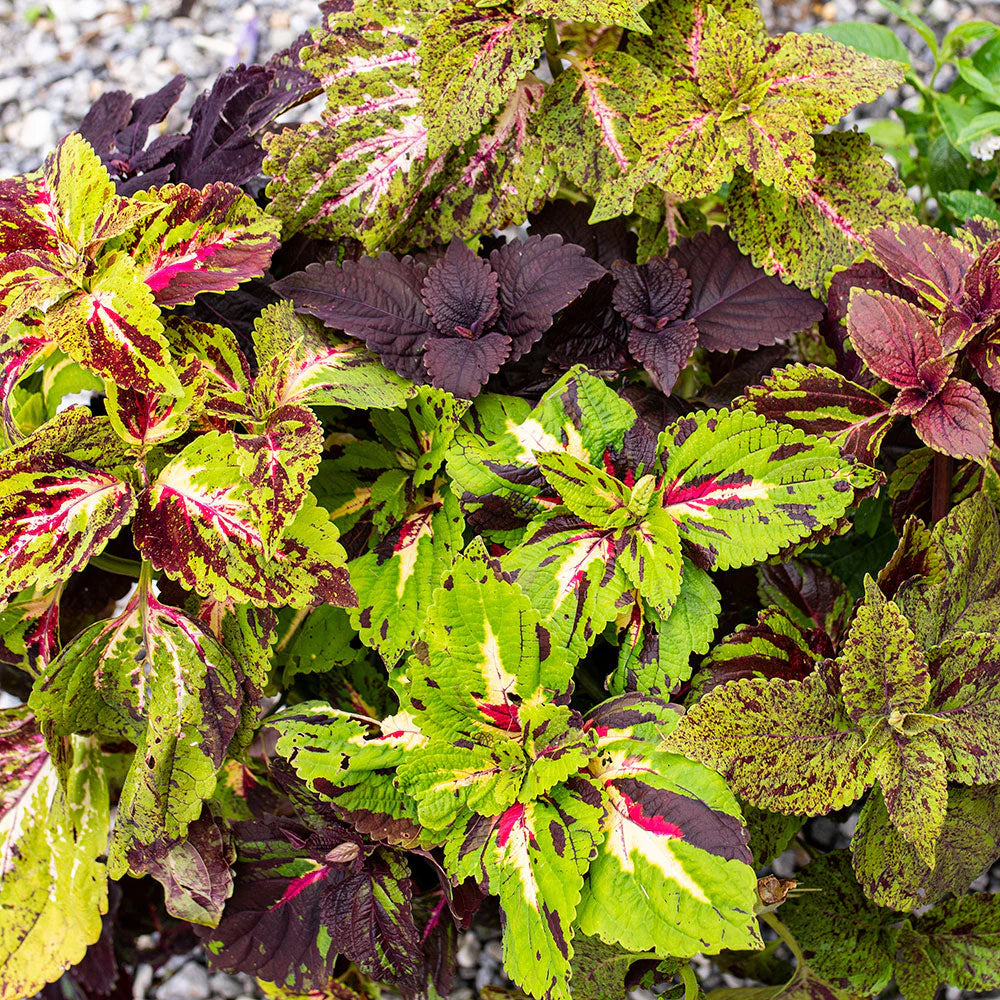 COLEUS PINtO MIX