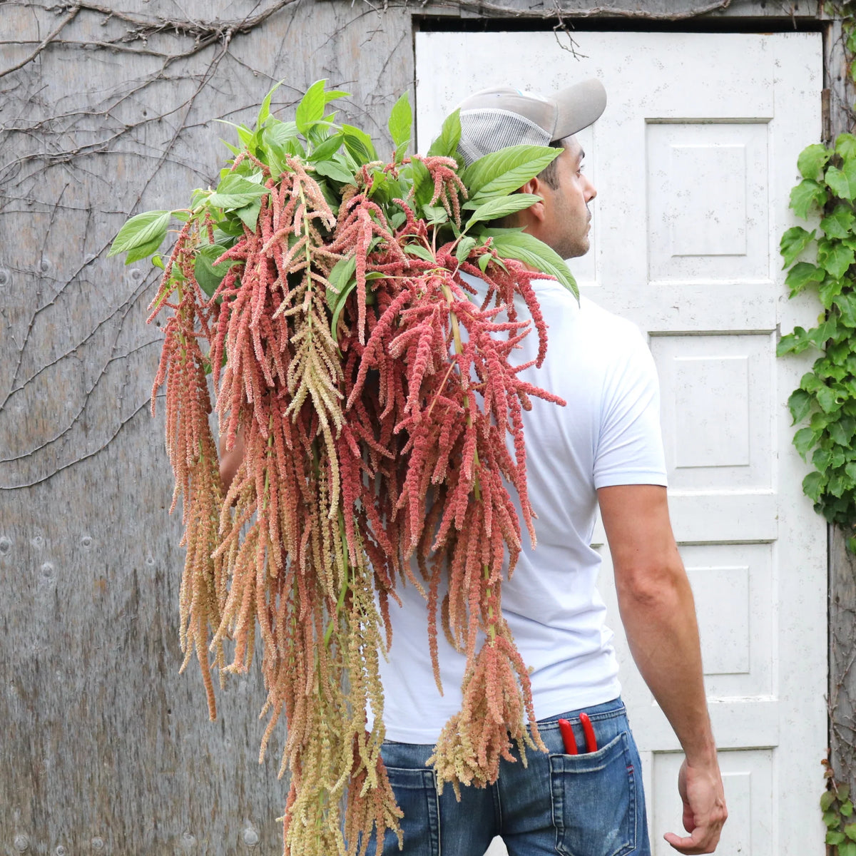 Amaranth CORAL FOUNTAIN