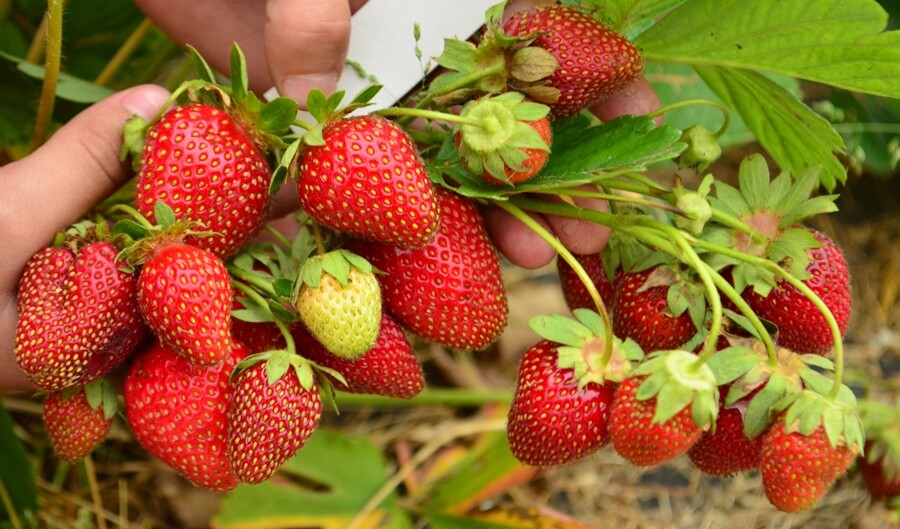 'Florida Beauty' Strawberry