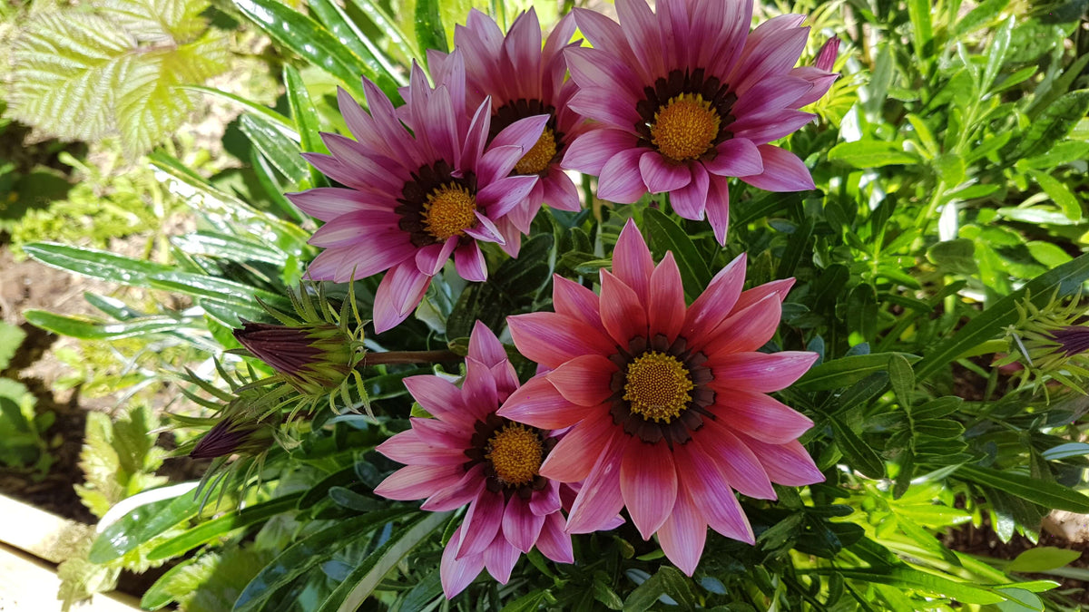KISS ROSE GAZANIA