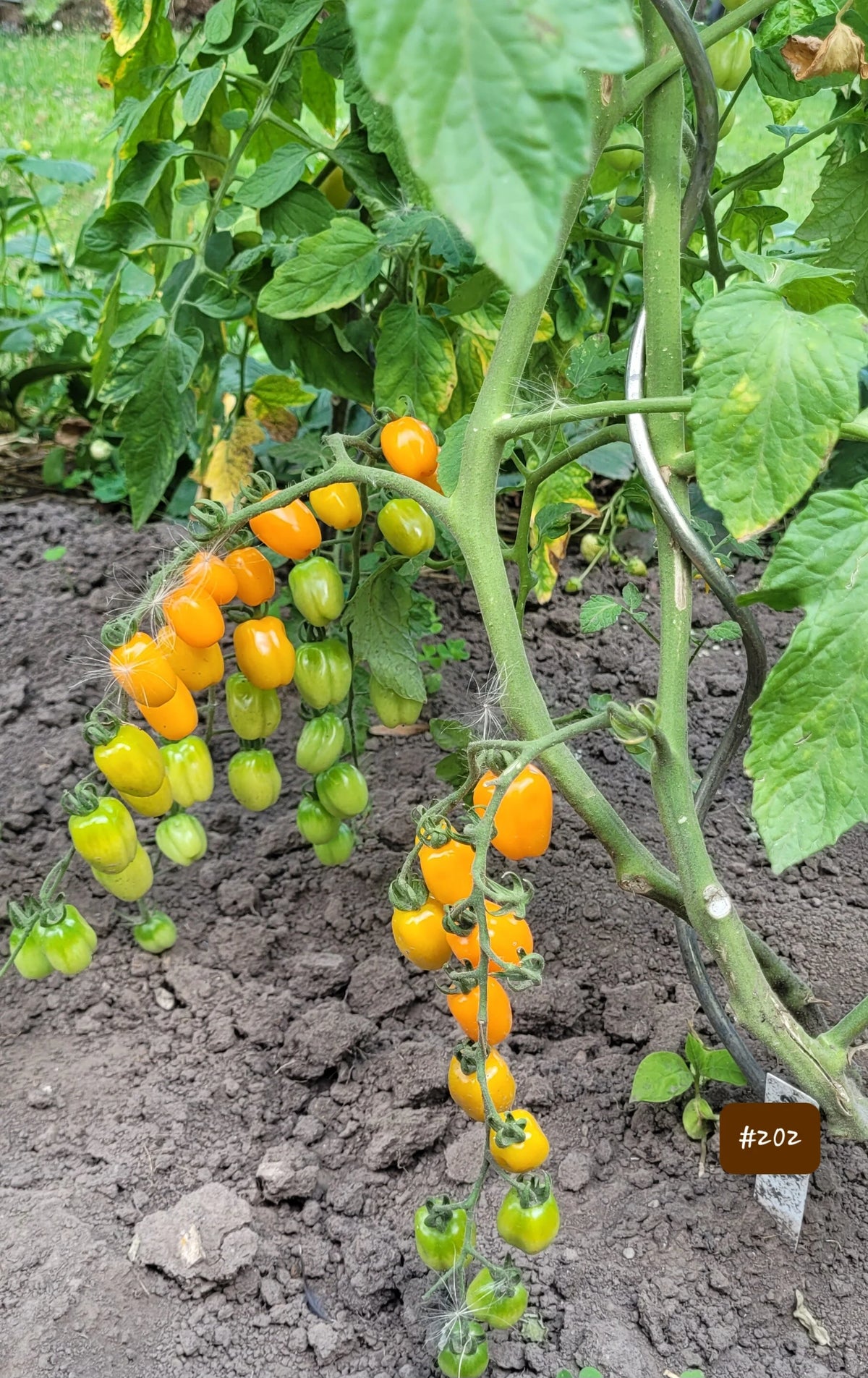 San Marzano isa