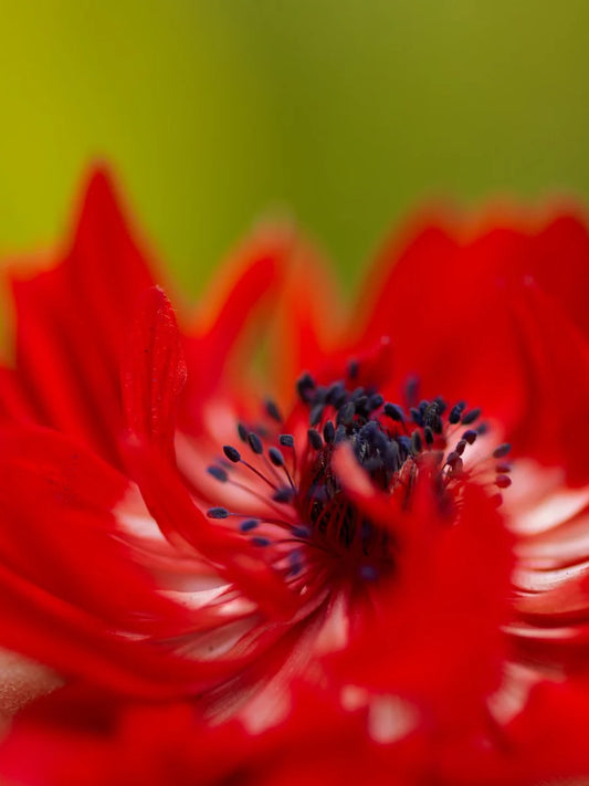 The Governor Anemone