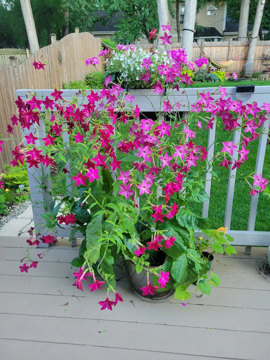 NICOTIANa CRIMSOn BEDDER