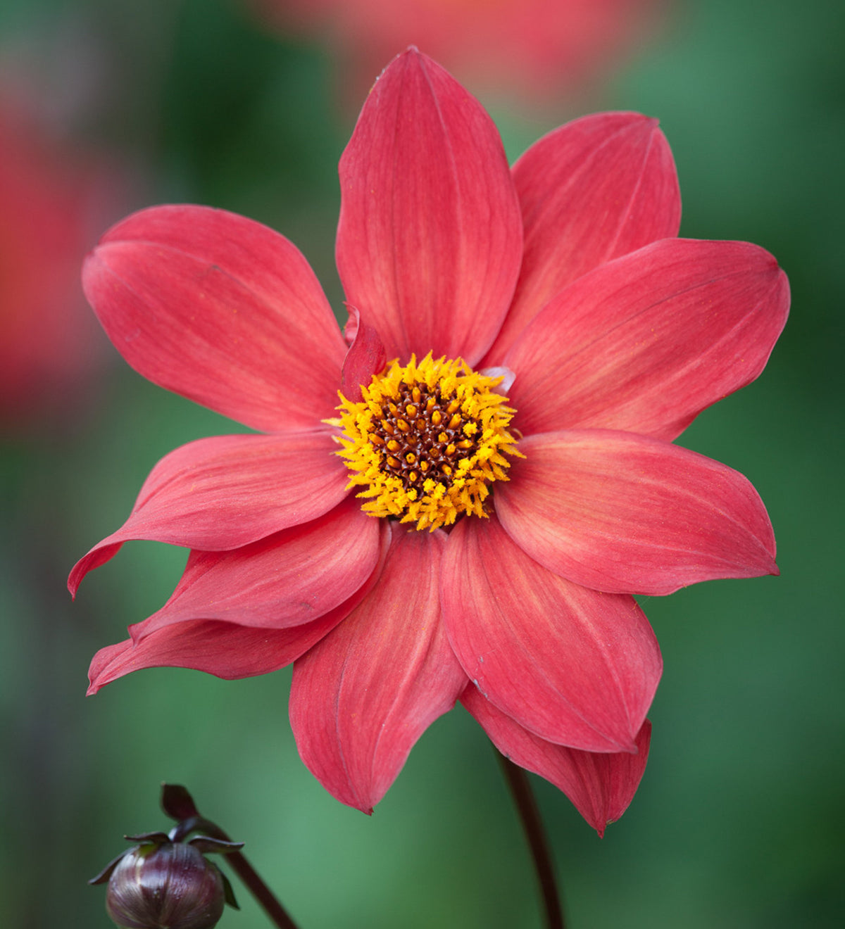 Schipper's Bronze dahlia