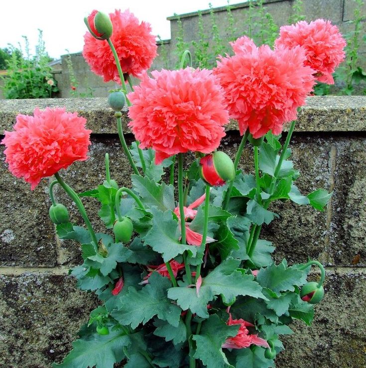 POPPY SCARLEt PEOnY
