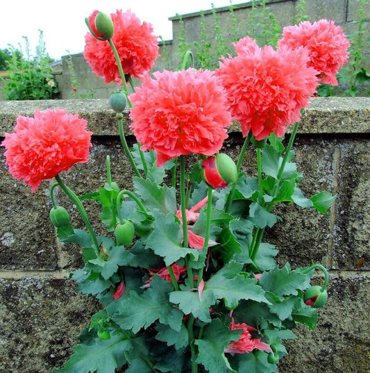 POPPY SCARLEt PEOnY