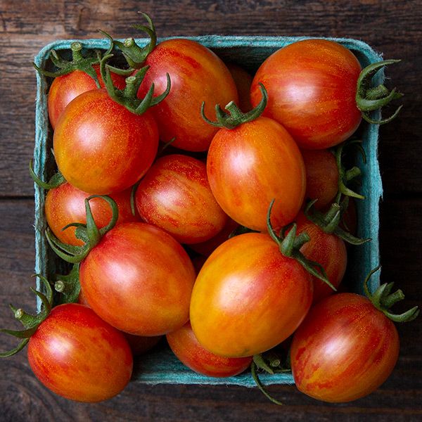 TOMATO SUNRISE BUMBLE BEE