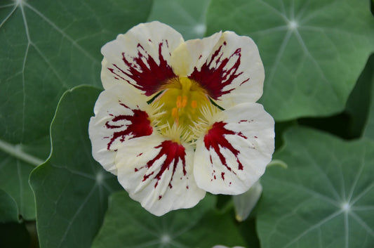 NASTURTIUM ORCHID CREAM