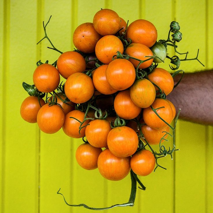 TOMATO APrICOT ZEBRA
