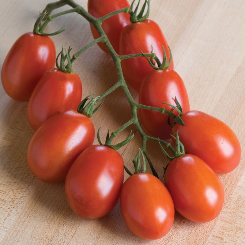 Verona Organic (F1) Tomato