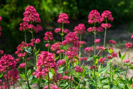Centranthus ruber 'Pretty Betsy' Red Valerian