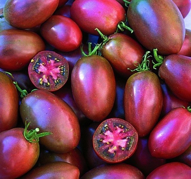 TOMATO Ukrainian Purple