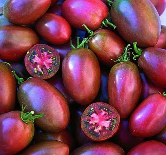 TOMATO Ukrainian Purple