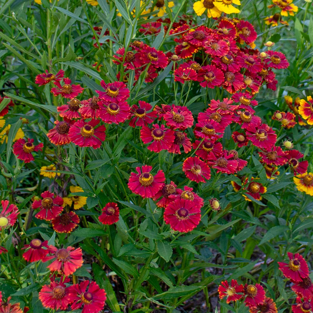 Helenium Helena Red Shades