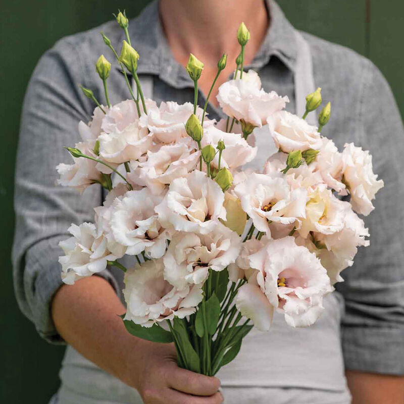 Corelli™ III Light Pink (F1) Lisianthus