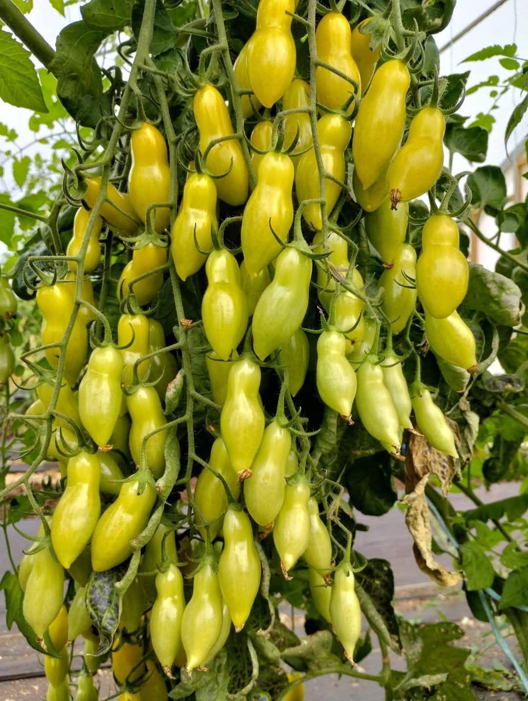 Dancing Green Fingers