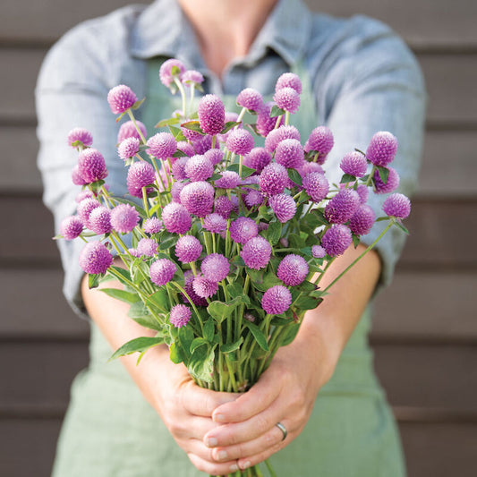 AUDRAY PINK Gomphrena