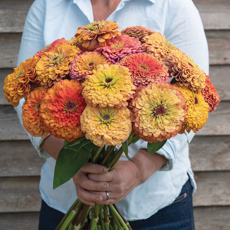 Aurora Zinnia plants