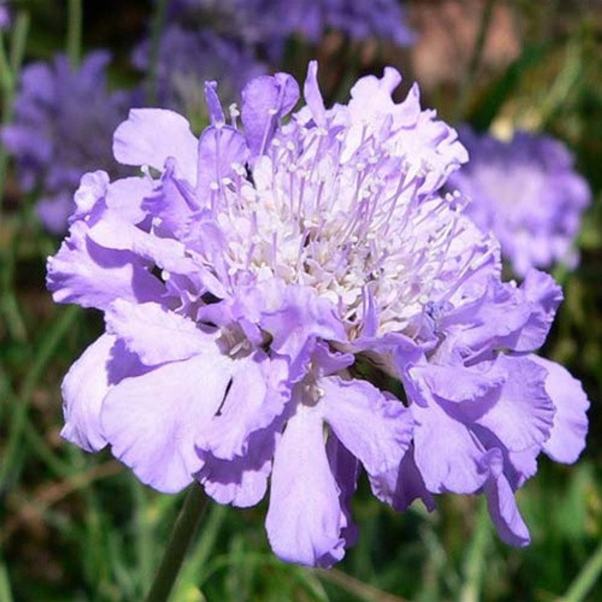 scabiosa columbaria