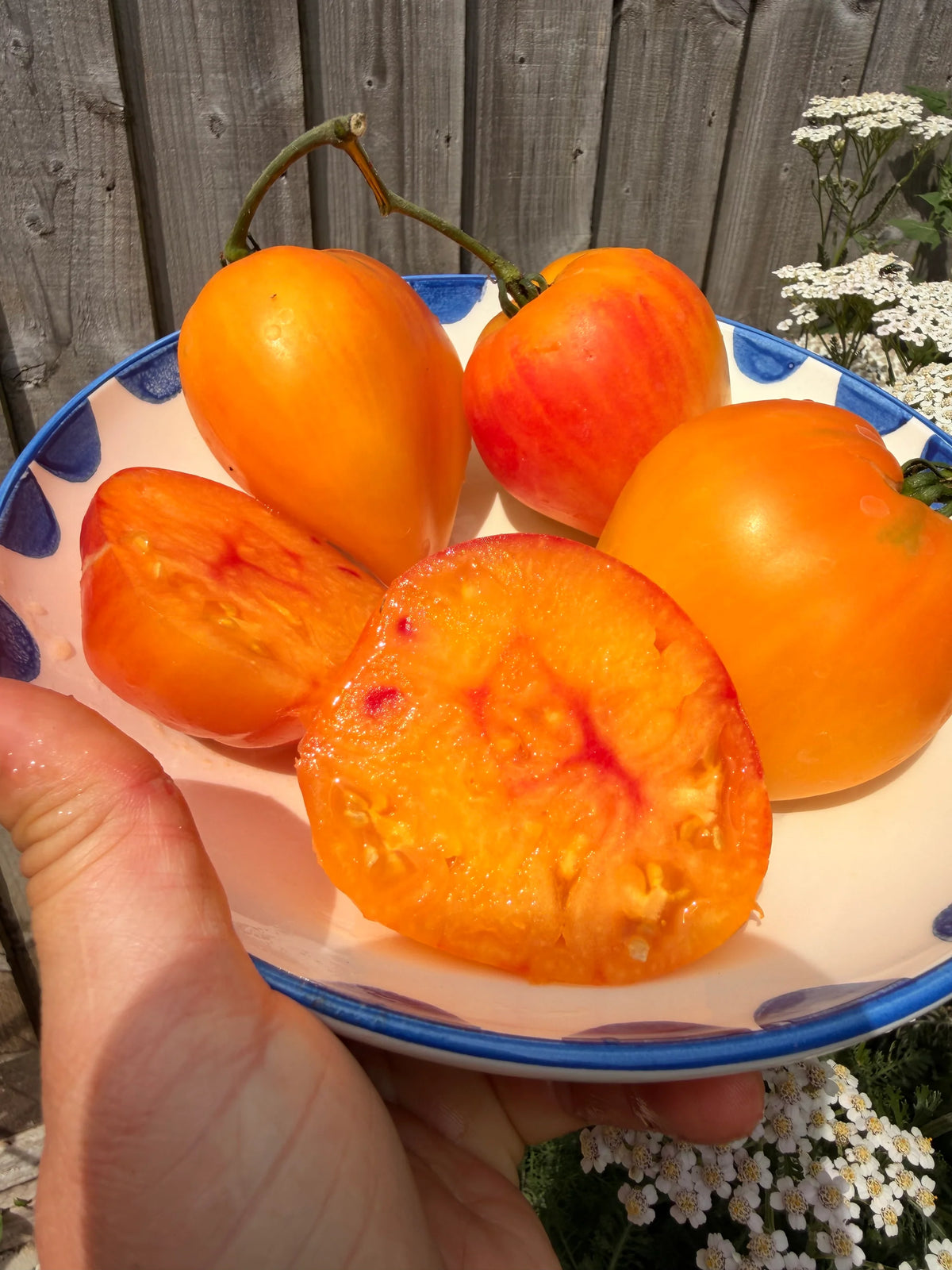 MINUSINSK ORANGE