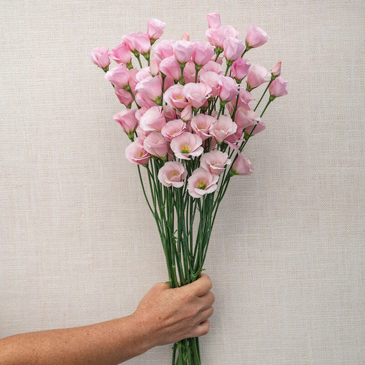 Viviana™ Pink
