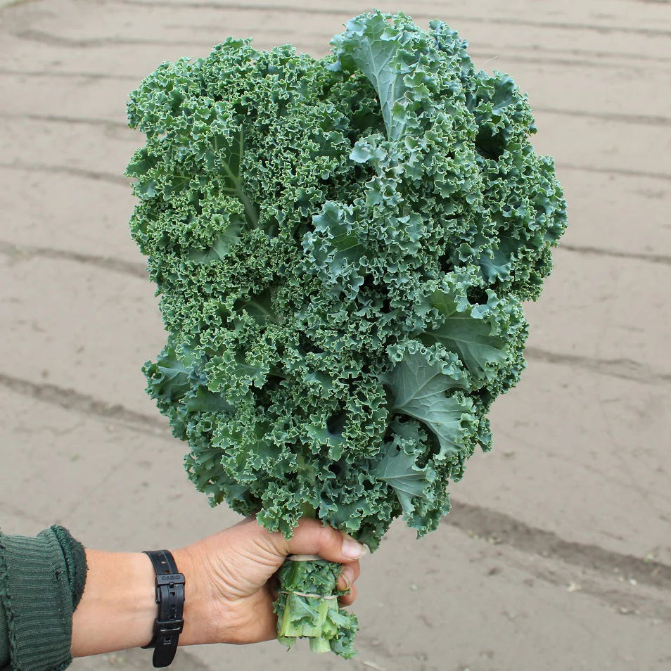 Kale. WINTERBOR F1