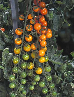 Sun sugar