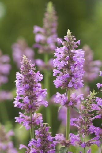 AGASTACHE ROSE MINT