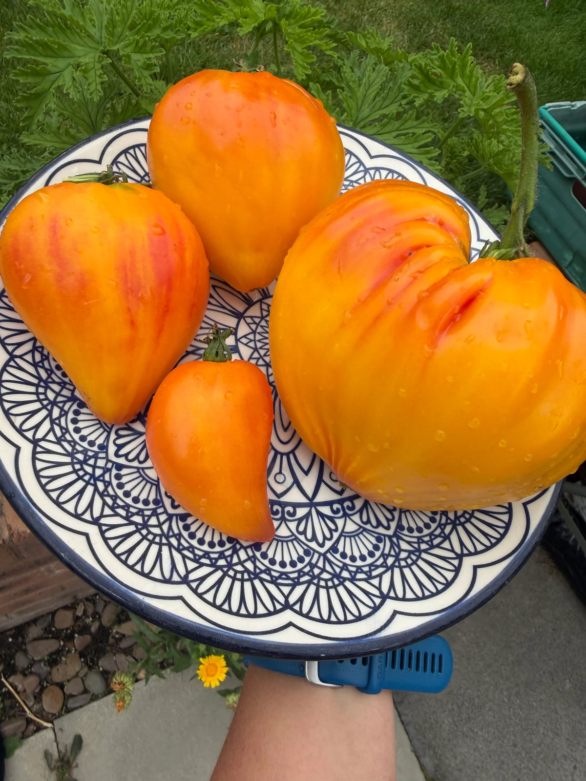 MINUSINSK ORANGE