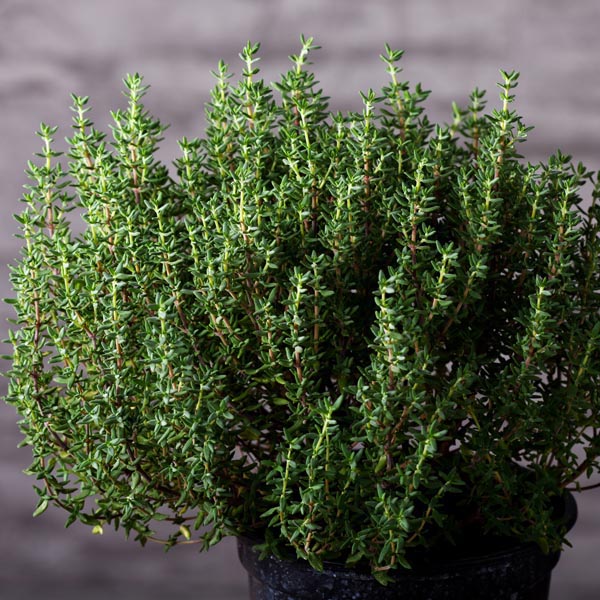Summer Thyme SUMMER THYME, Thymus vulgaris