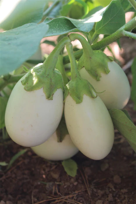 japanese white egg eggplant