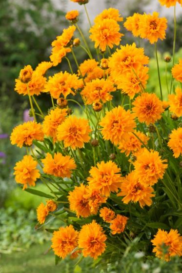 Coreopsis EARLY SUNRiSE