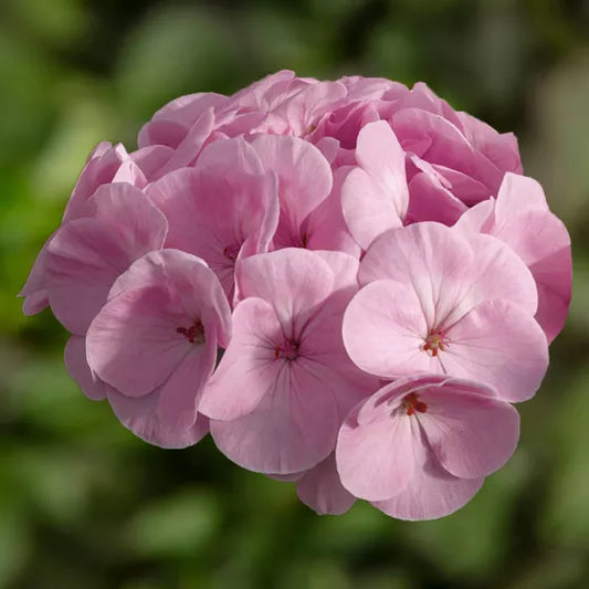 Bulleseye light pink geraniums