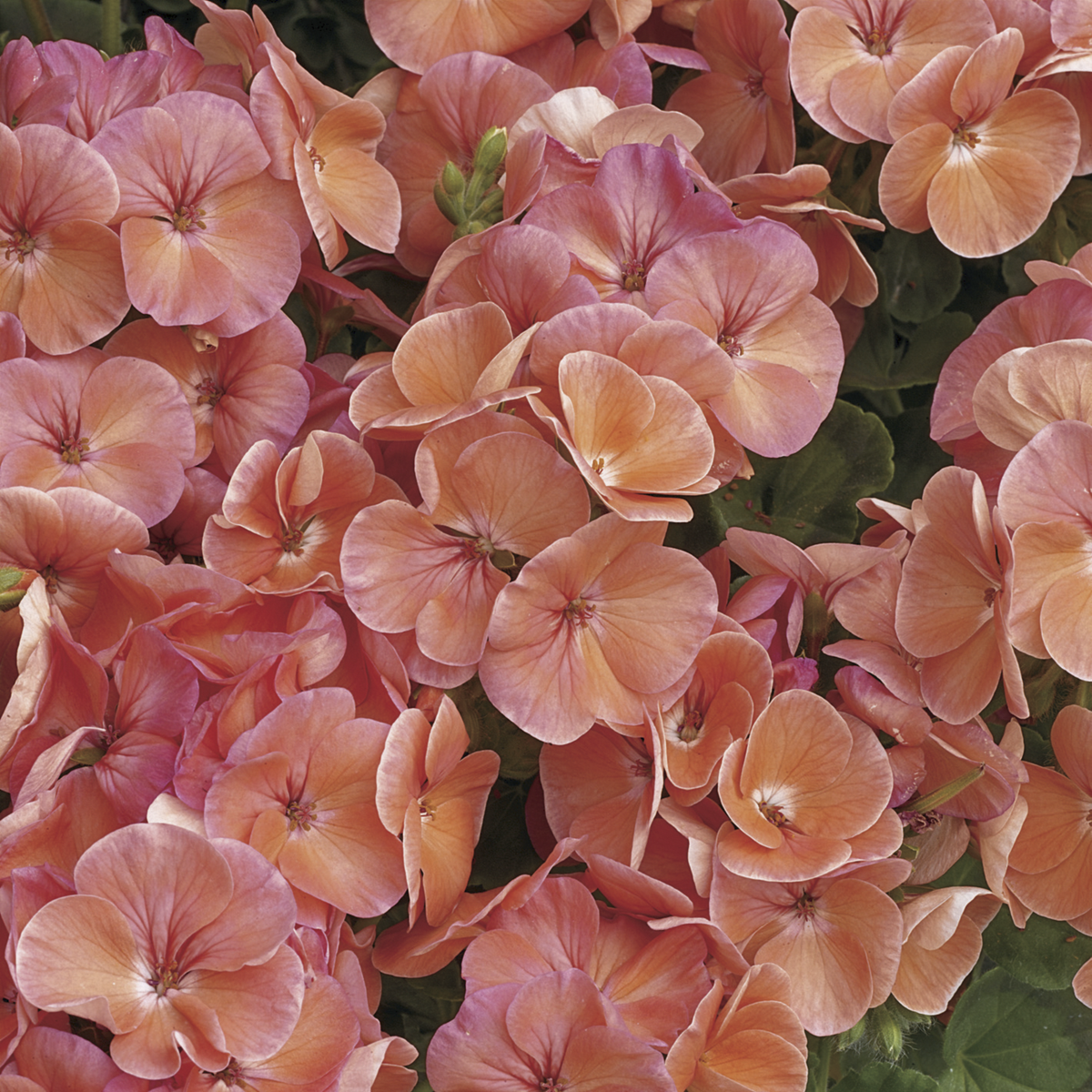 Multibloom capri geraniums