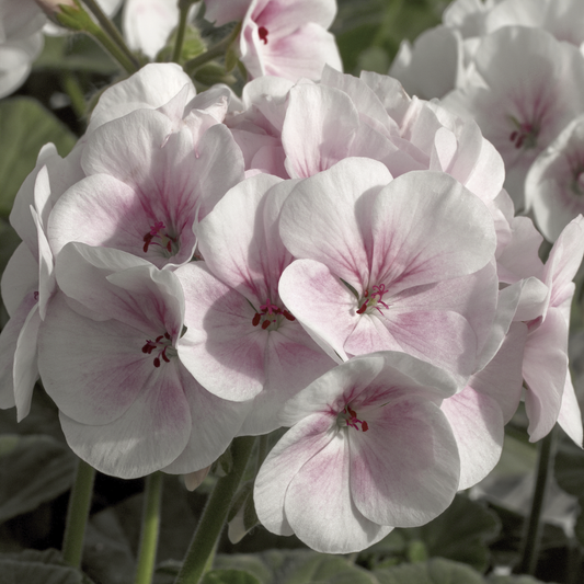 Maverick apple Blossom geranium