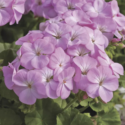 geraniums multibloom lavender