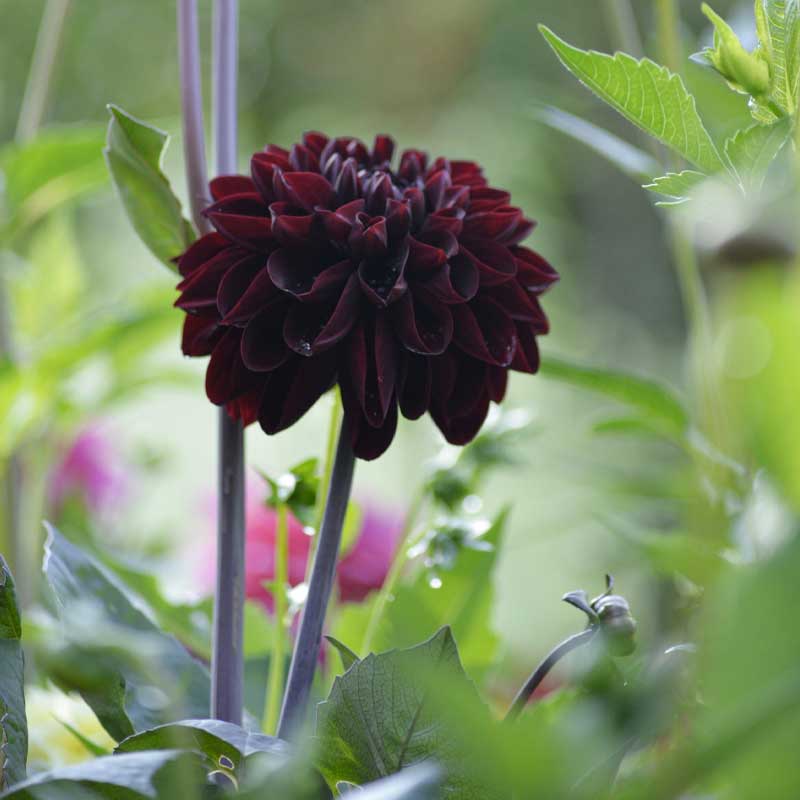 Manoa dahlia